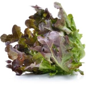Red Oak Lettuce 250g