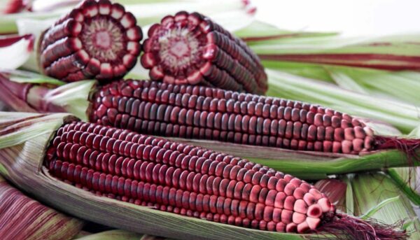 Purple Corn 1000g