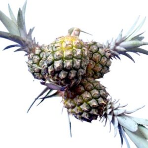 Phulae pineapple. 1 kg