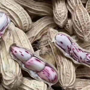 Fresh peanuts 500 grams