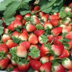สตอเบอรรี่รวมใหญ่.jpg