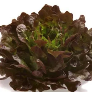 Red Oak Lettuce 1 kg.