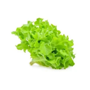 Green oak lettuce 5  kg