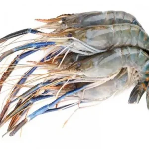 Fresh Water Prawn 13-14 pcs./1 kg