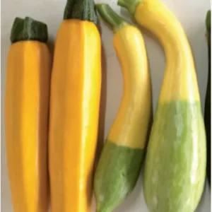 Yellow Zucchini
