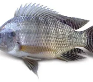 Tilapia Size 0.6-0.7 kg./each