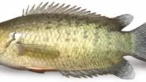 Cichlid  3 pcs./1 kg