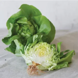 Lettuce Butterhead