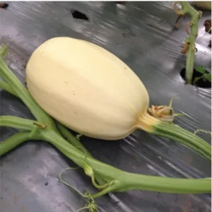 Spaghetti Squash