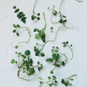 Watercress