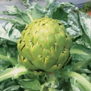 Globe Artichoke