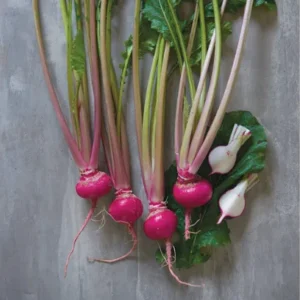 Red Turnip