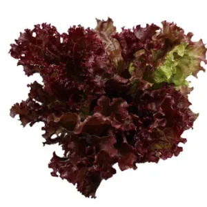 Red Oak Lettuce 5 kg.