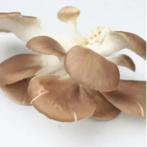 Brown Oyster Mushroom