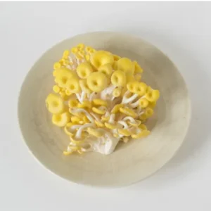 Golden Oyster Mushroom