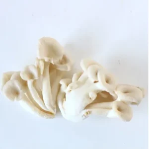 Hungary Oyster Mushroom