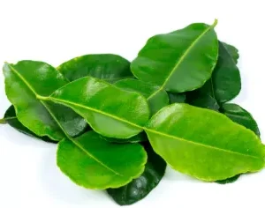 Kaffir Lime Leaves 500 gram